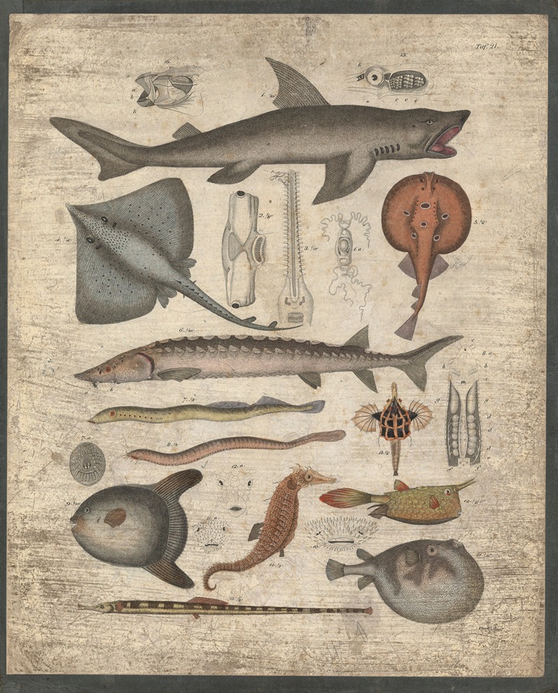 Rays, seahorses, pufferfish, and many more by B. Wienker, 1850 — digital art print download