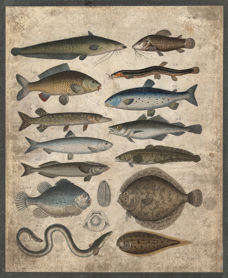 Fish by B. Wienker, 1850 — digital art print download
