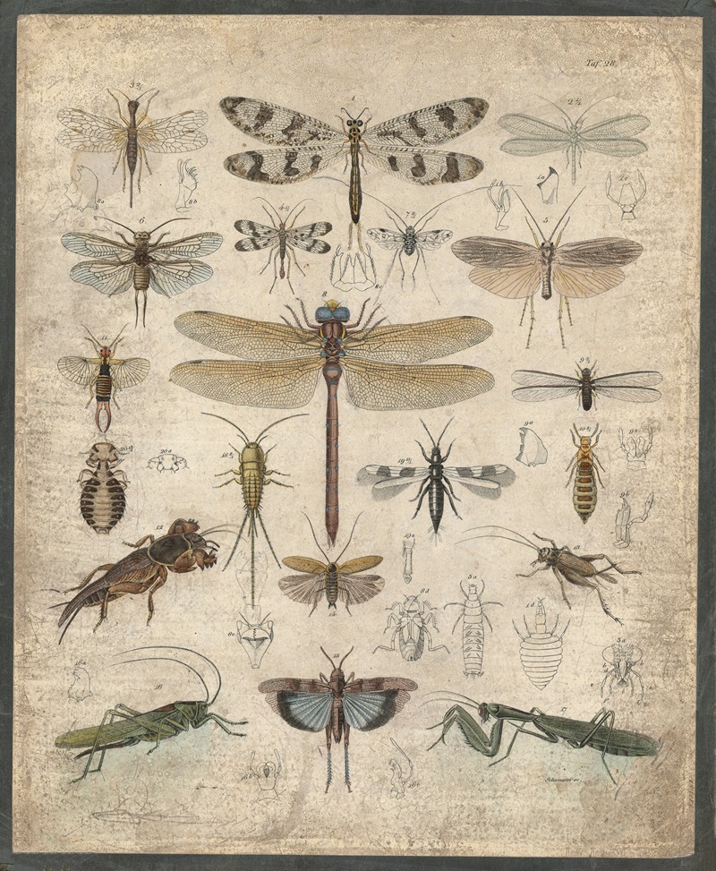 Insects by B. Wienker, 1850 — digital art print download