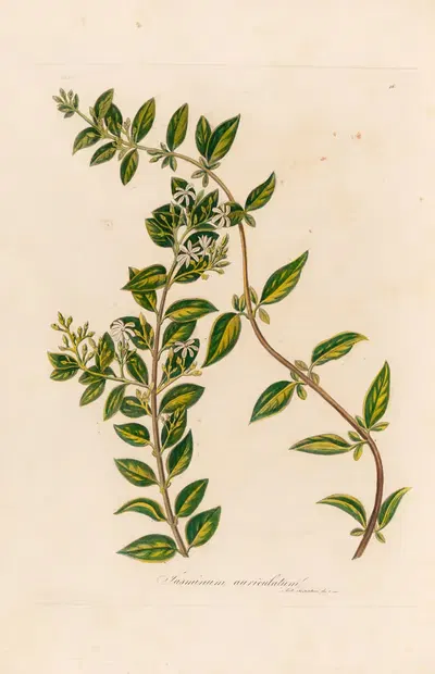 Jasminum auriculatum by Gaetano Savi, 1818-1824 — digital art print download