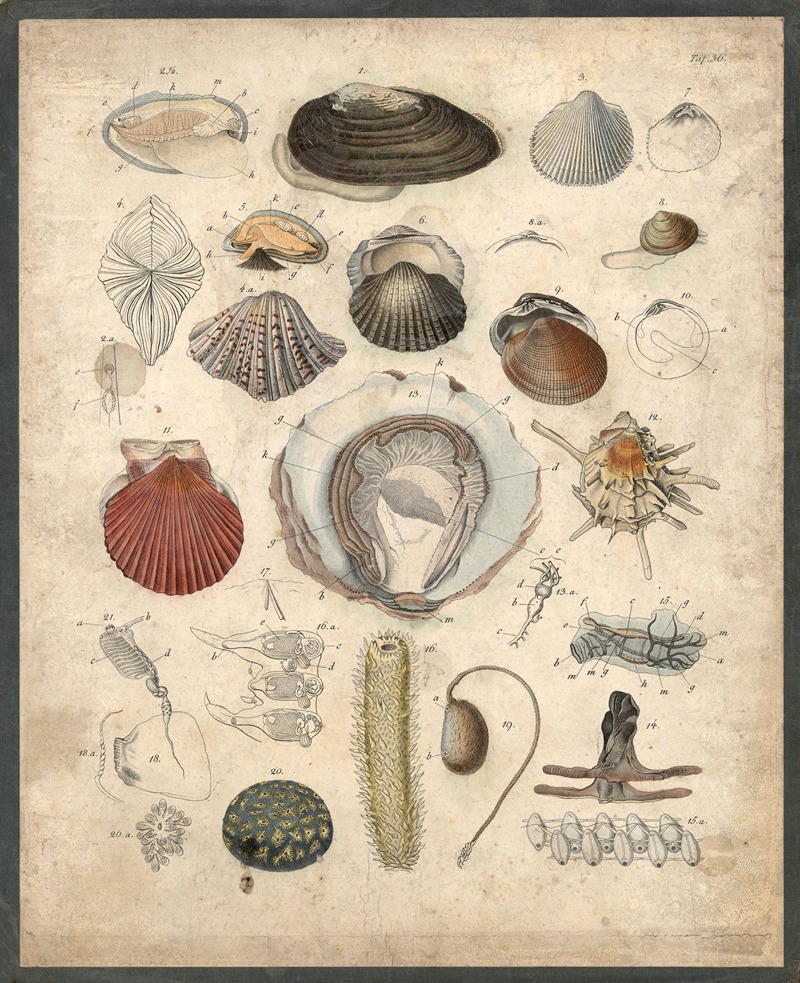 Mussels, Shells etc by B. Wienker, 1850 — digital art print download