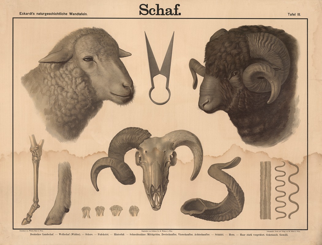 Schaf by Wilhelm Bauer, 1879 — digital art print download