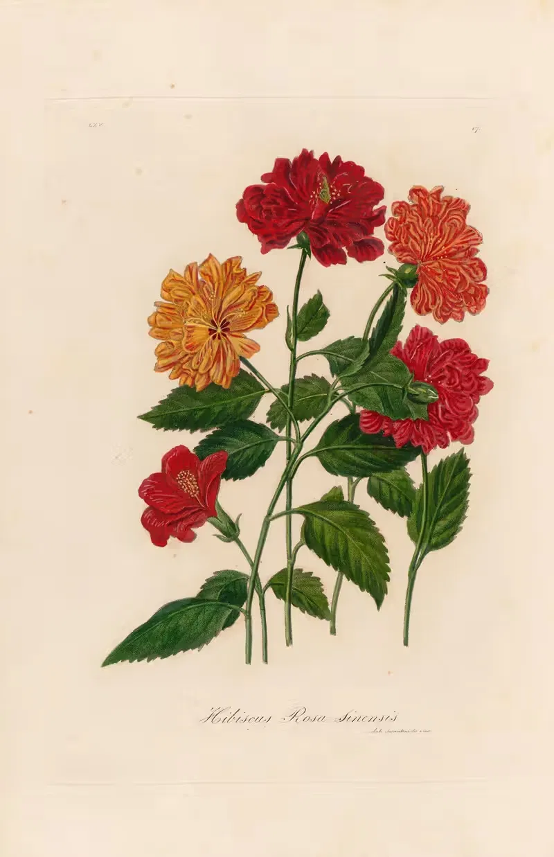 Hibiscus Rosa sinensis by Gaetano Savi, 1818-1824 — digital art print download