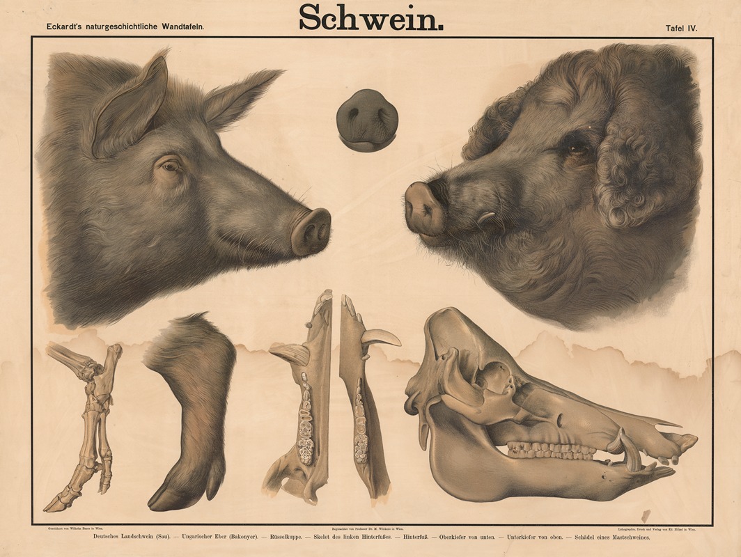 Schwein by Wilhelm Bauer, 1879 — digital art print download