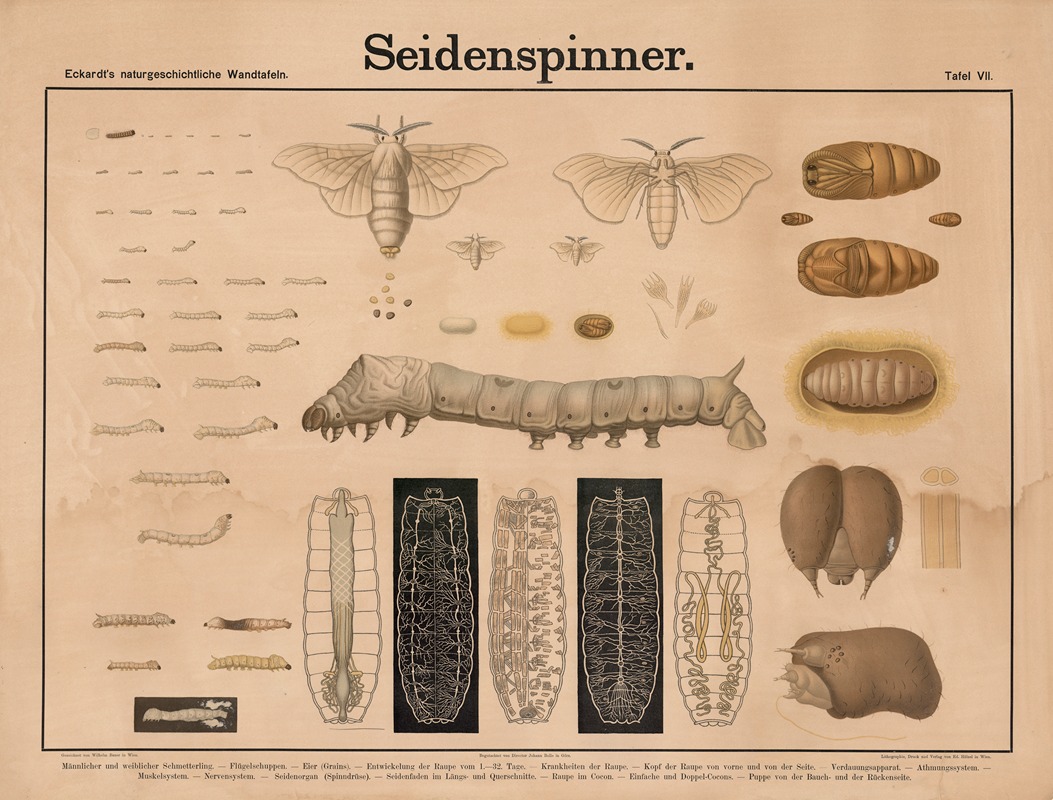 Seidenspinner by Wilhelm Bauer, 1879 — digital art print download