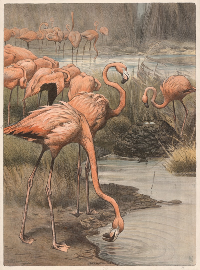 Flamingo by Wilhelm Kuhnert, 1890 — digital art print download