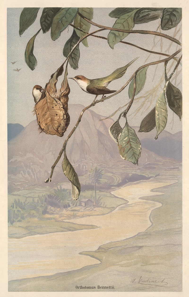Tailor bird by Вильгельм Кунерт, 1890 — digital art print download