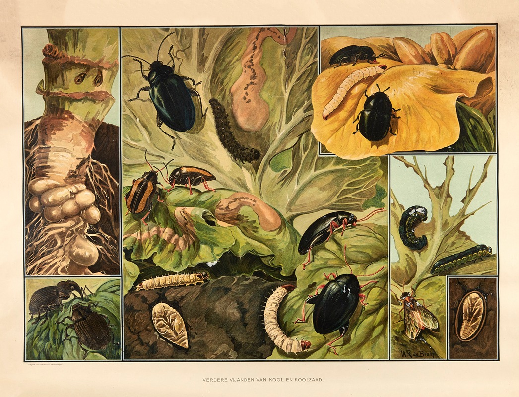 Other pests of Cabbage and Rapeseed — Wilhelmus Karel de Bruin