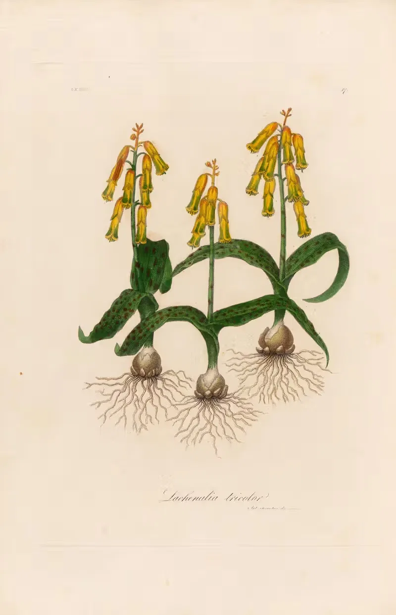 Lachenalia tricolor by Gaetano Savi, 1818-1824 — digital art print download