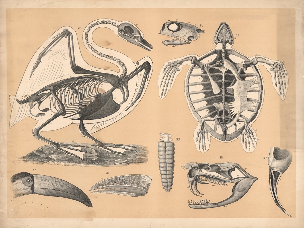 Skeleton of a swan and a turtle — A. Brass