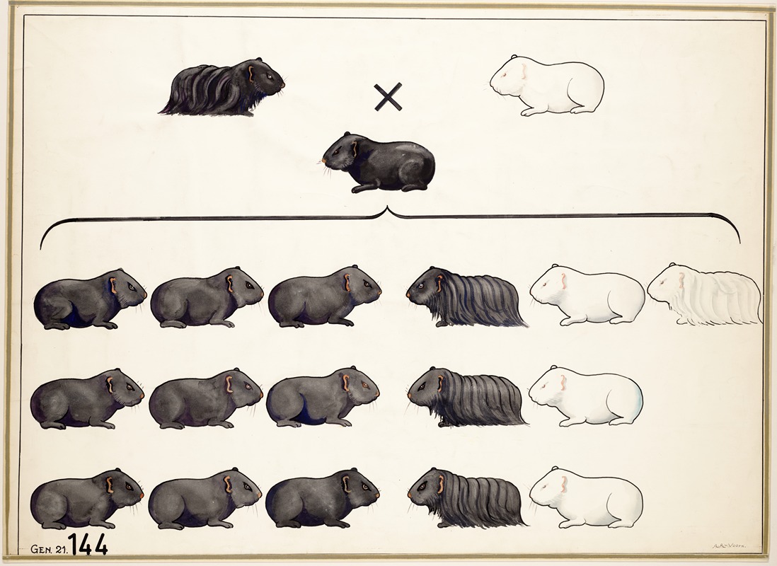Cavia's by A.A. van Voorn — digital art print download