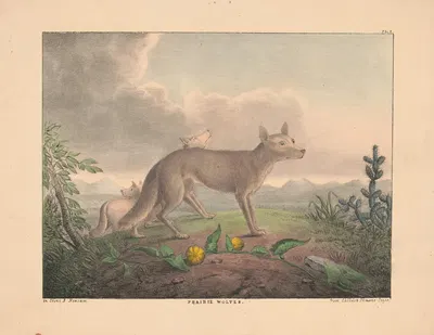 Prairie wolves by Альберт Нюсам, 1830-1835 — digital art print download