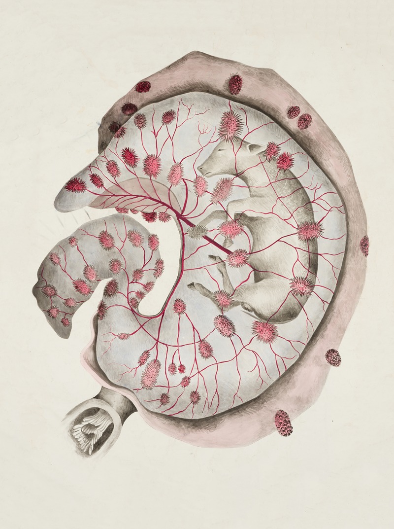 Amniotic sac (bovine) with cotyledonary placenta — Anonymous