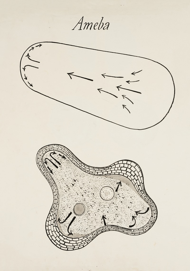 Amoeboid movement in an amoeba by Аноним — digital art print download