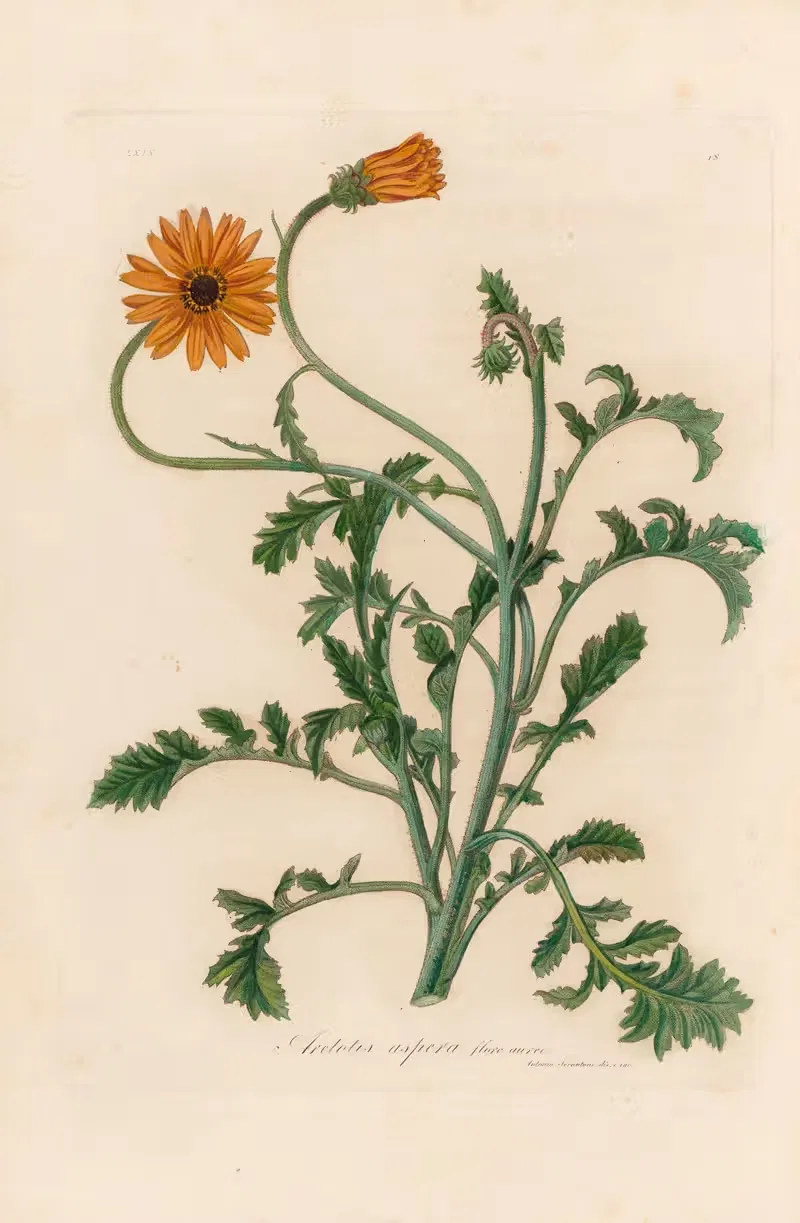 Aretotis aspera flore aureo by Gaetano Savi, 1818-1824 — digital art print download
