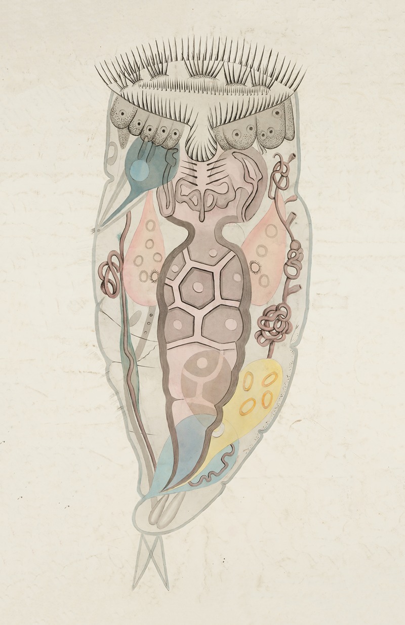 Anatomy of a rotifer — Anonymous