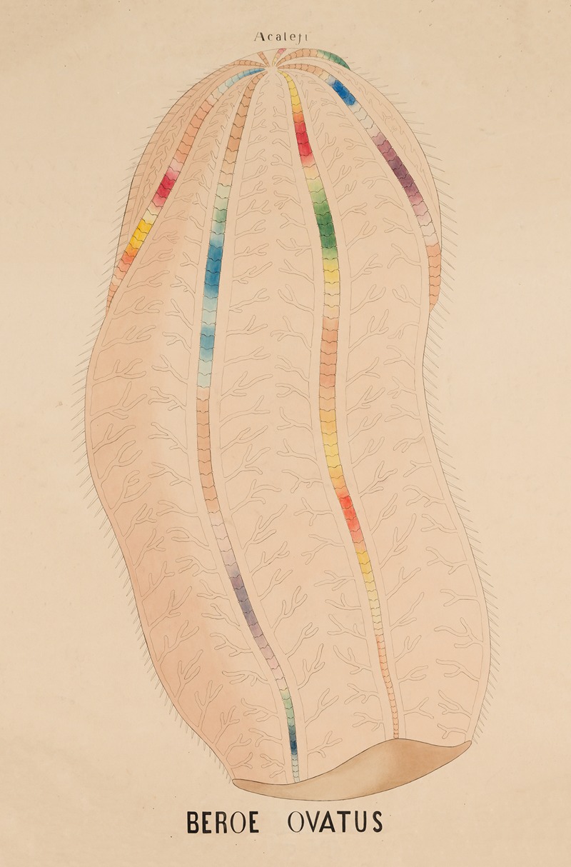 Beroe ovatus by Аноним — digital art print download