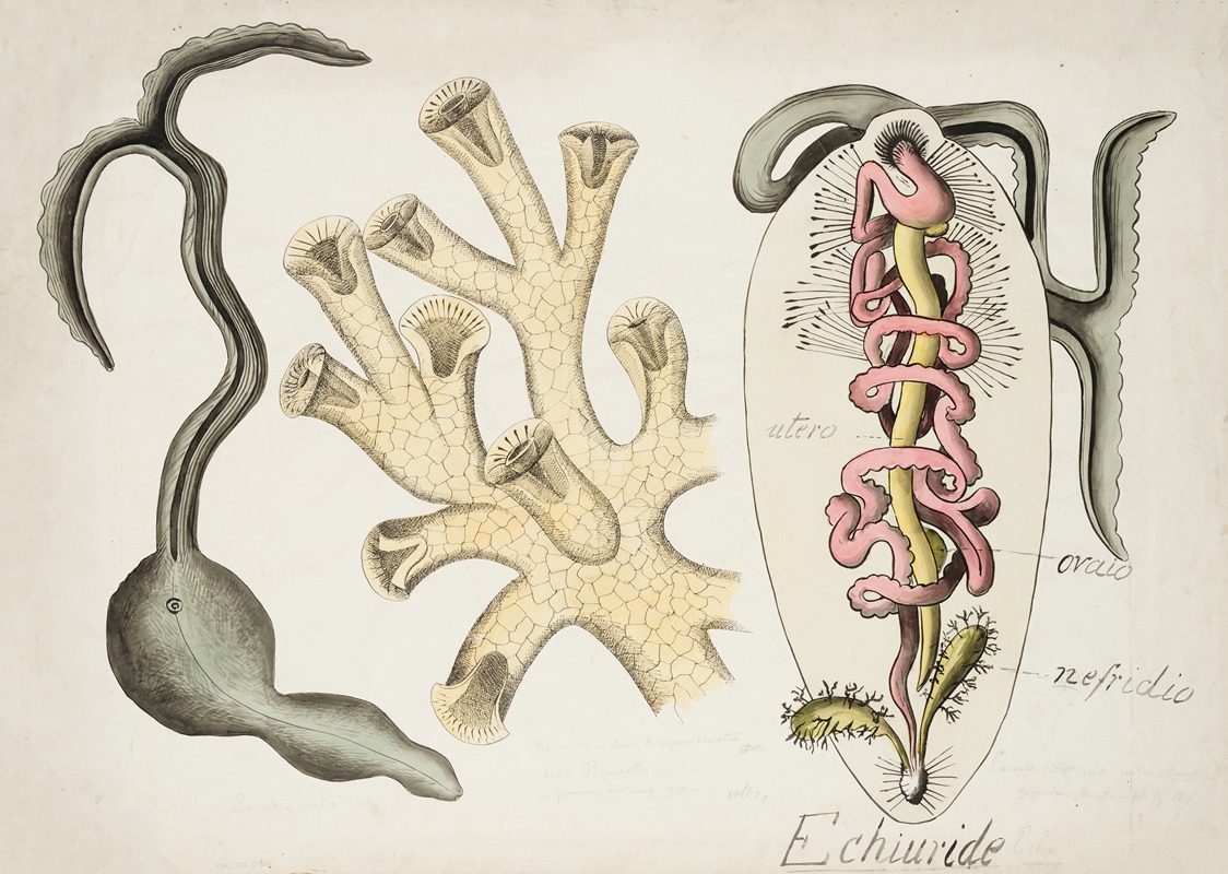 Bonellia viridis and hexacorallian by Аноним — digital art print download