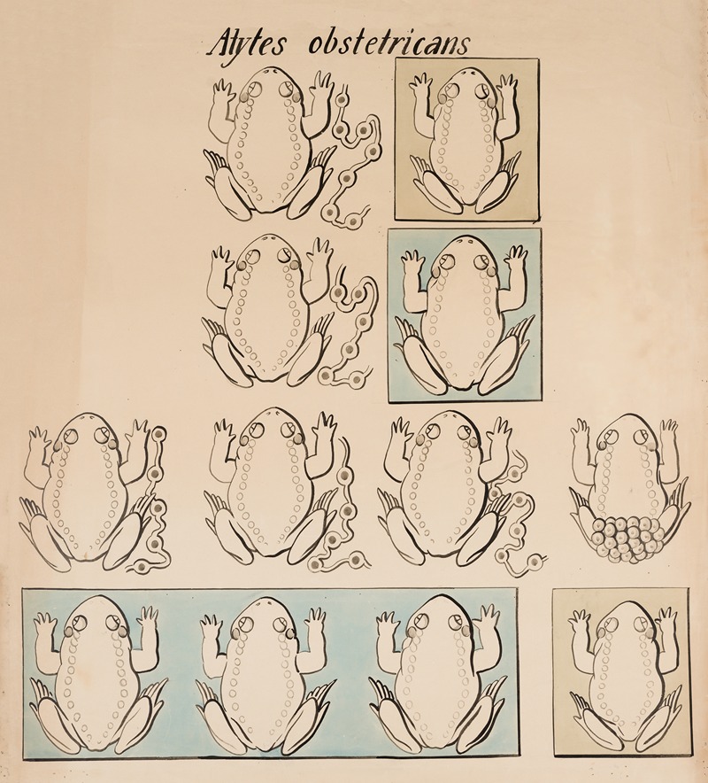 Common midwife toad (Alytes obstetricans). by Аноним — digital art print download