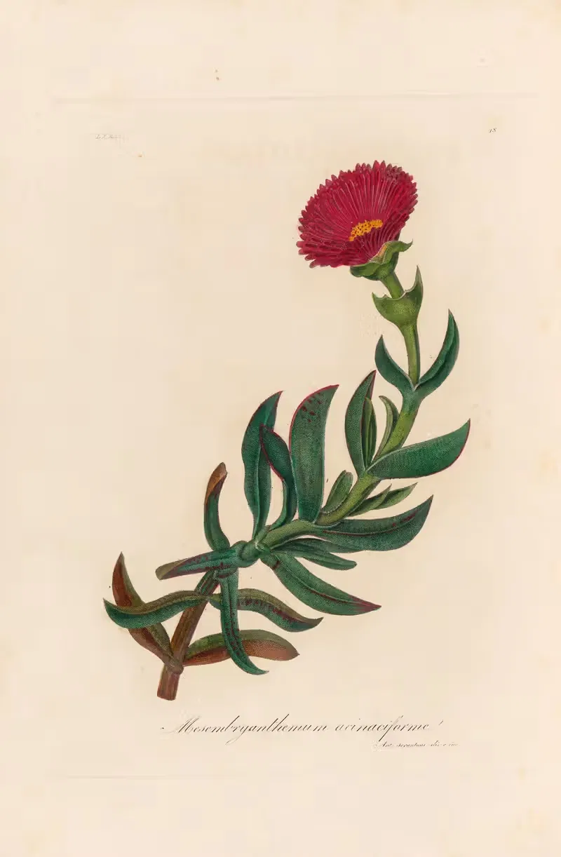 Mesembryanthemum acinaciforme by Gaetano Savi, 1818-1824 — digital art print download