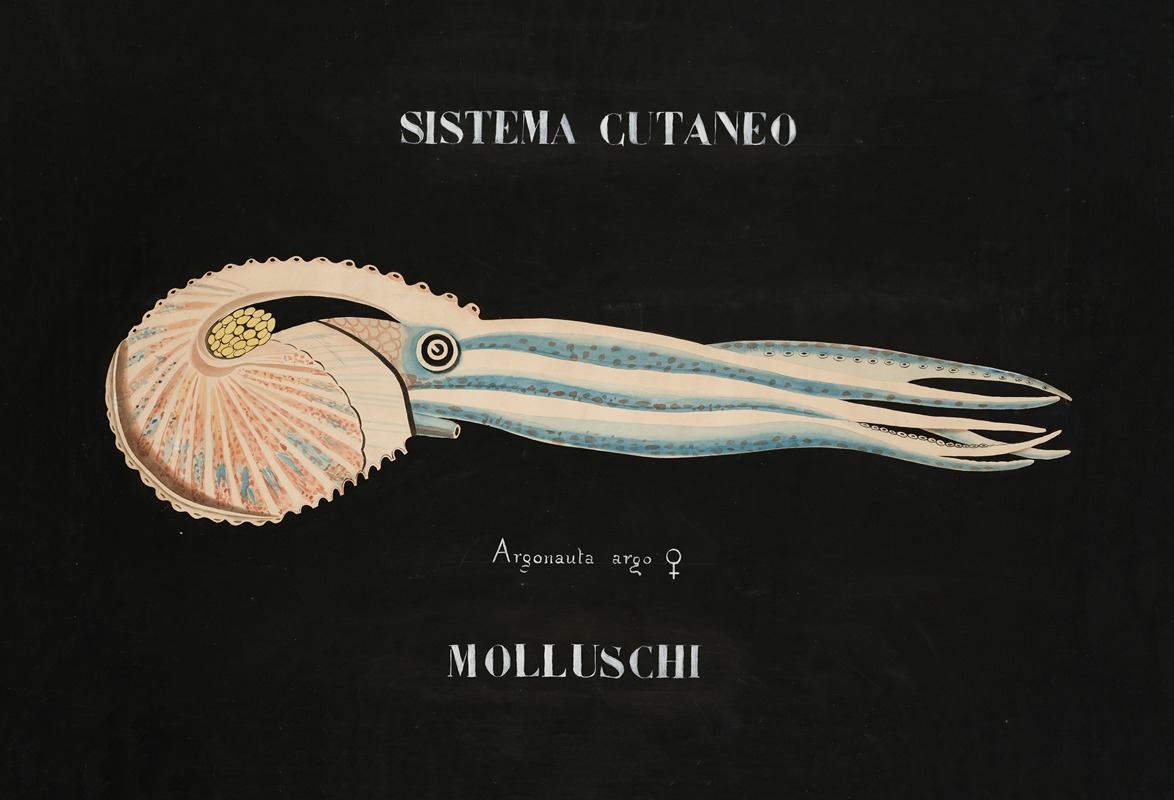 Cutaneous system of Argonaut molluscs by Аноним — digital art print download