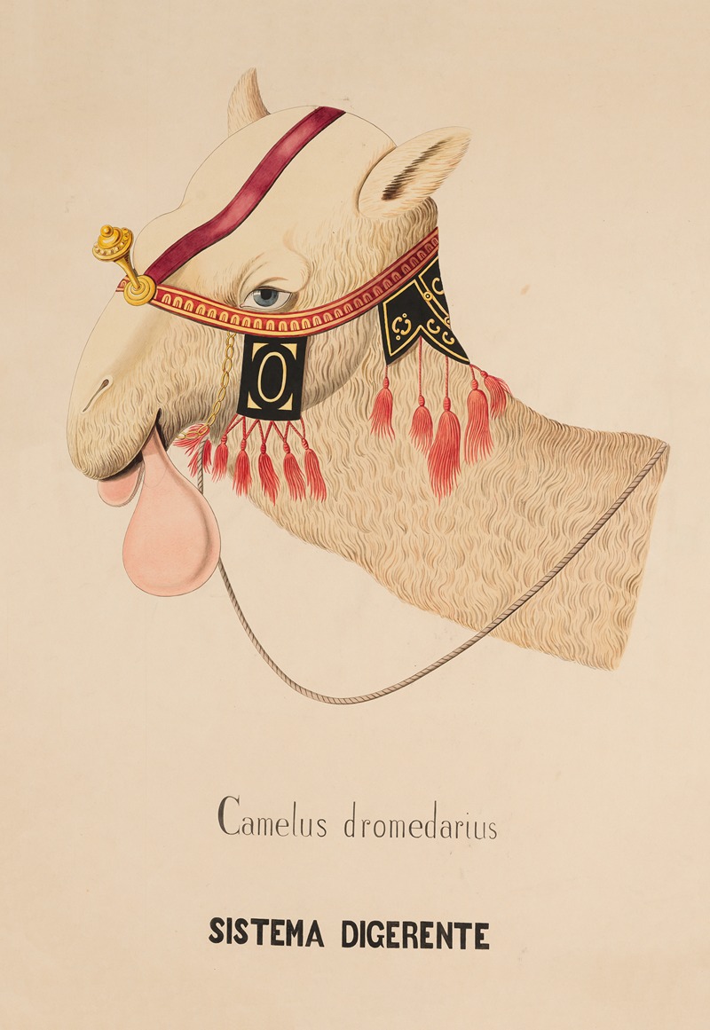 Digestive system of Dromedary by Аноним — digital art print download
