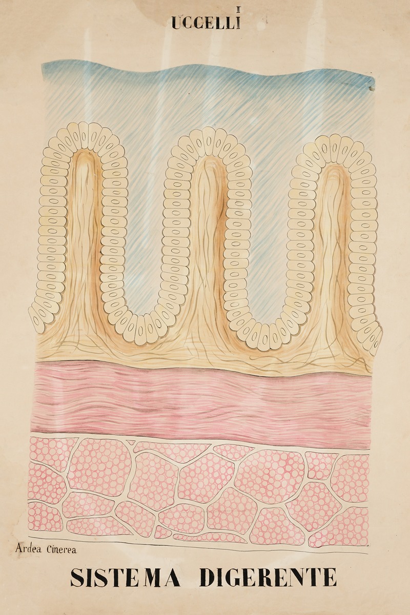 Digestive system of the Grey heron (Ardea cinerea) — Anonymous