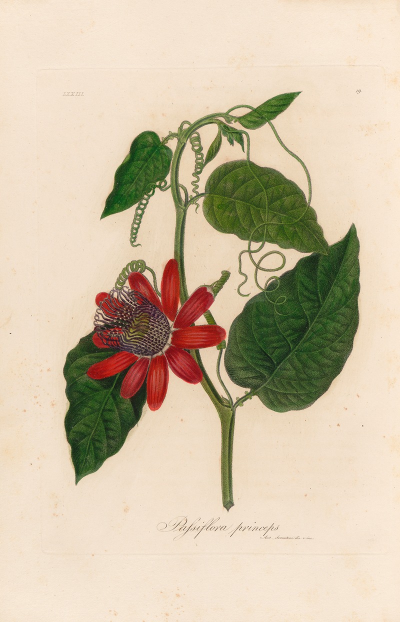 Passiflora princeps by Gaetano Savi, 1818-1824 — digital art print download