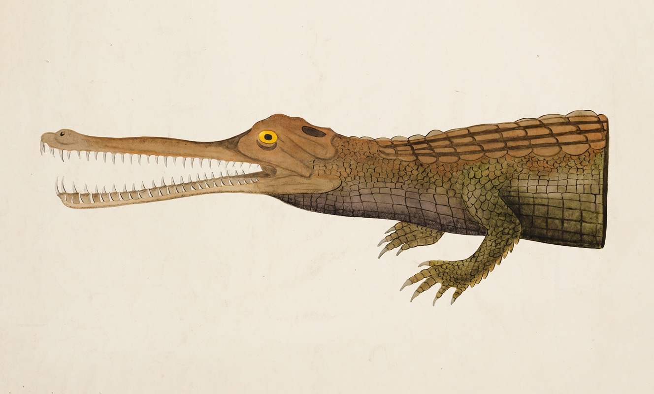 Gharial (Gavialis gangeticus) — Аноним