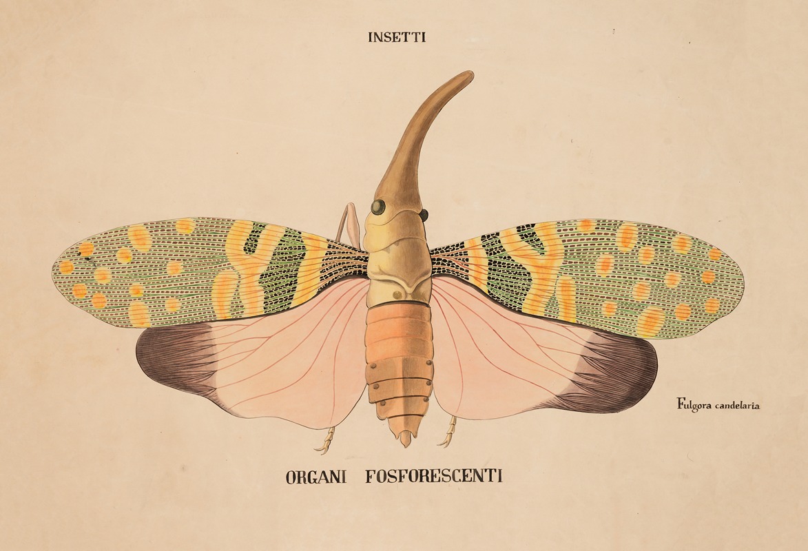 Insects – Phosphorescent organs (Fulgora candelaria) by Аноним — digital art print download
