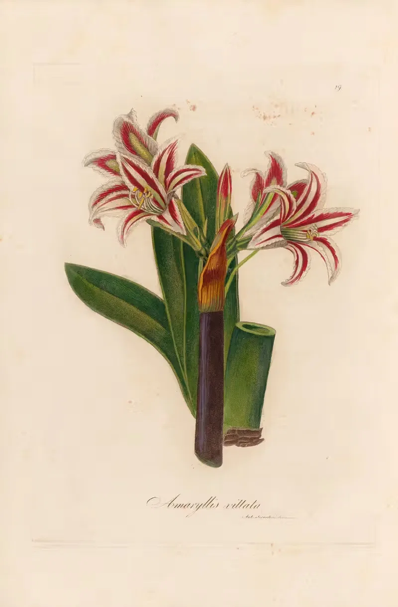 Amaryllis vittata by Gaetano Savi, 1818-1824 — digital art print download