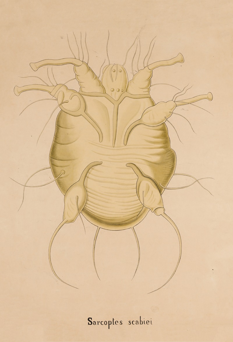 Itch mite (Sarcoptes scabiei) by Аноним — digital art print download