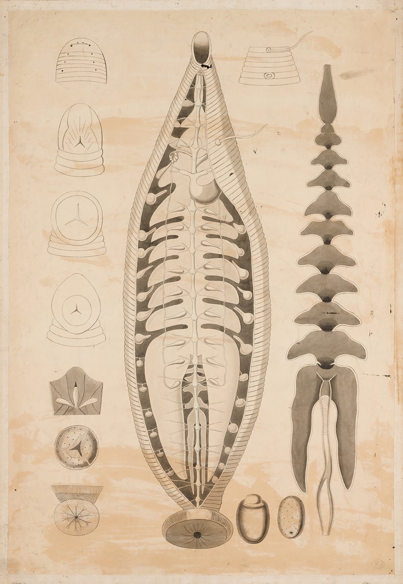 Leech (Annelid, Clitellata, Hirudinea) by Аноним — digital art print download
