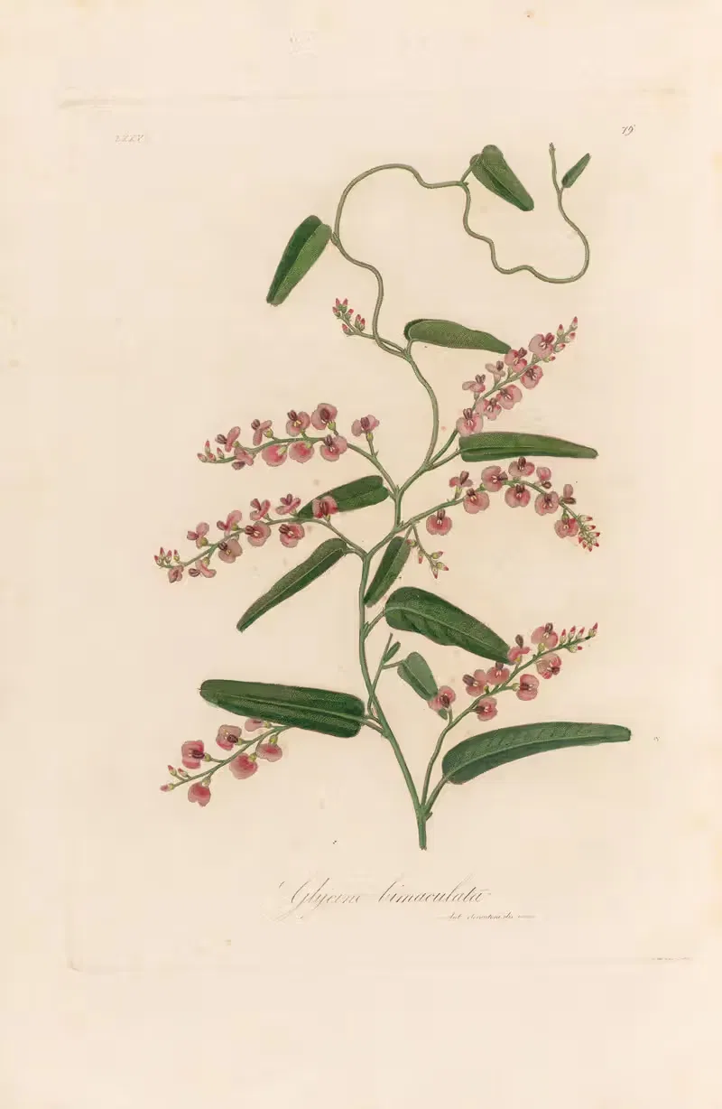Glycine bimaculata by Gaetano Savi, 1818-1824 — digital art print download