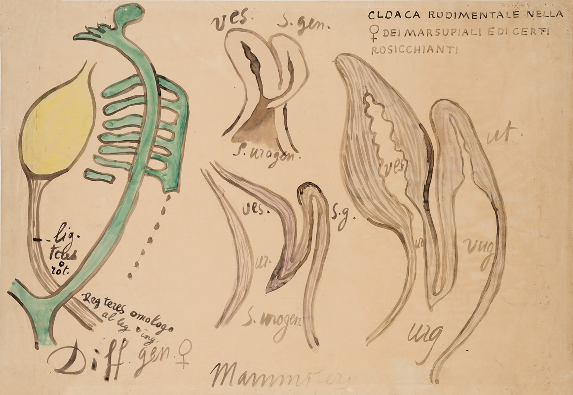 Mammalian urogenital ducts — Anonymous