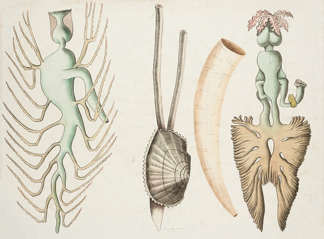 Molluscs by Аноним — digital art print download