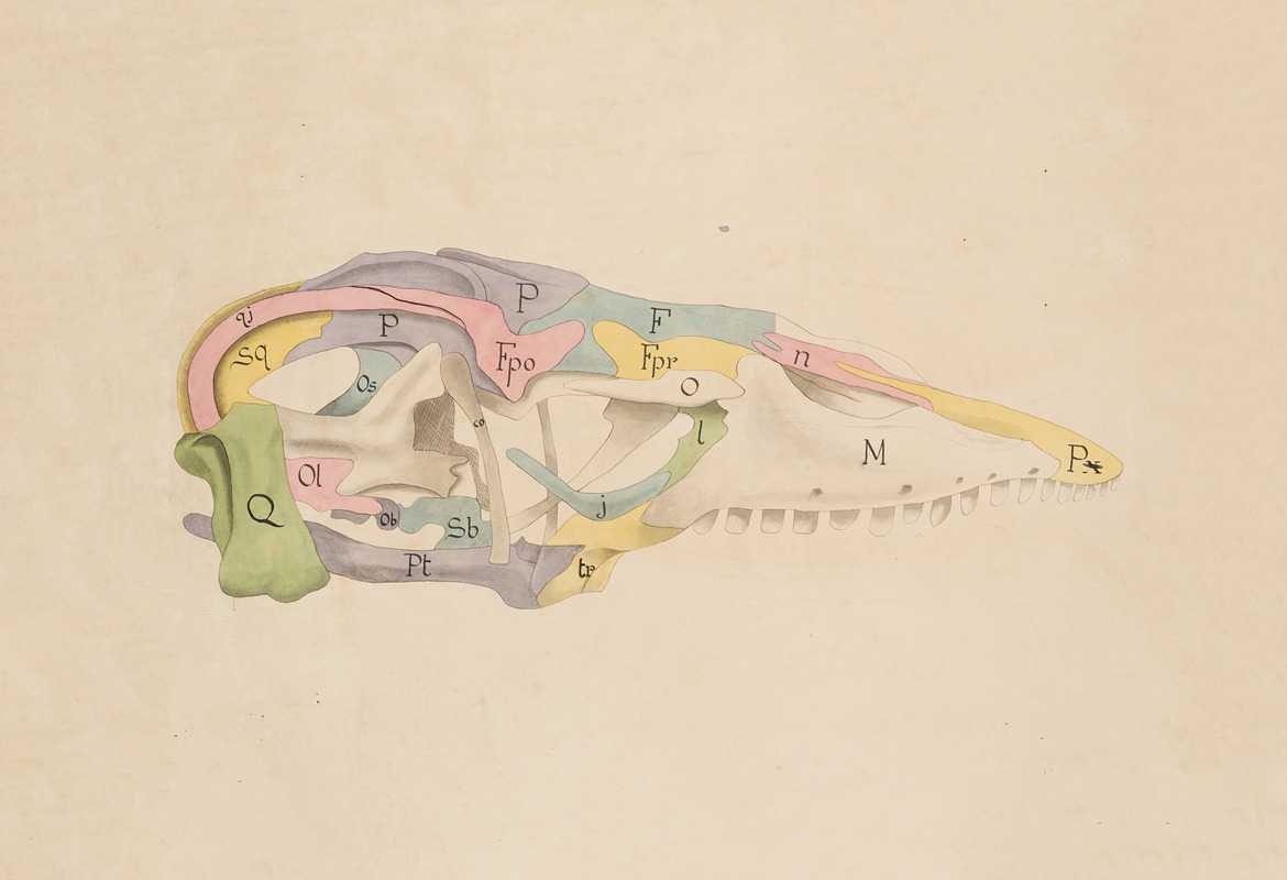 Monitor lizard skull (Varanus sp.) — Anonymous