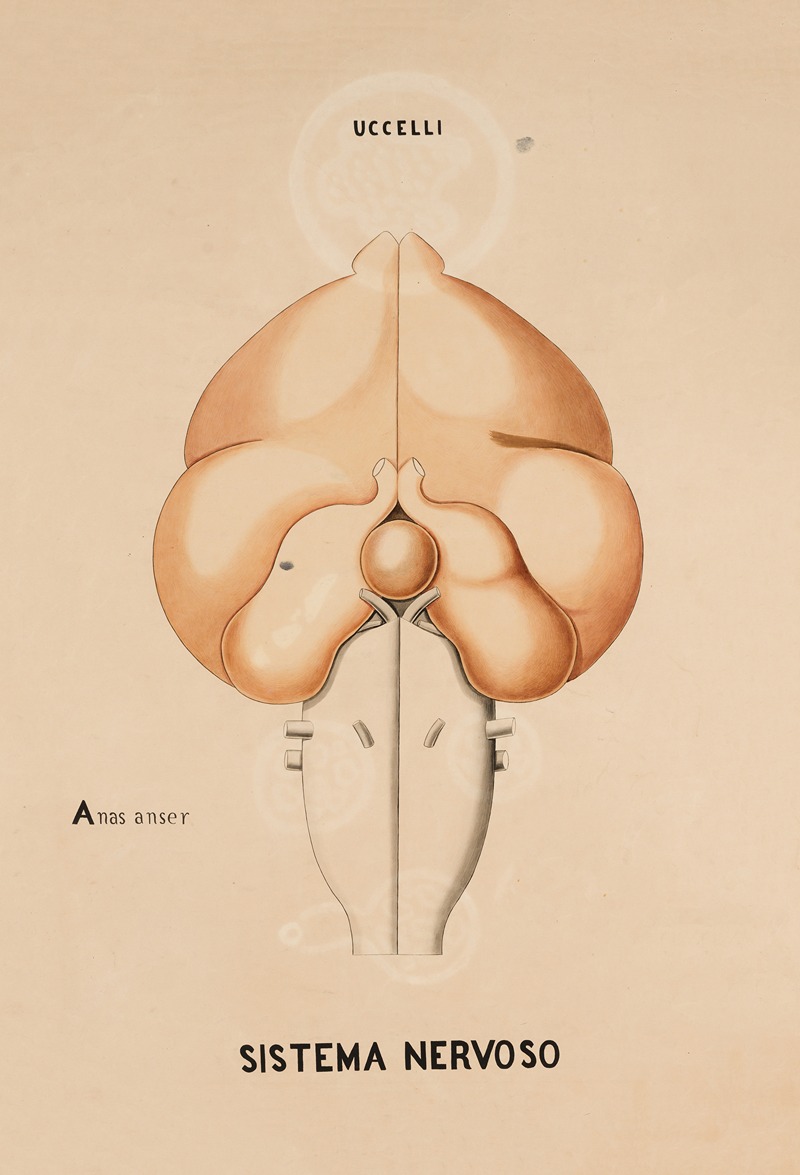 Nervous system of a Greylag goose — Anonymous