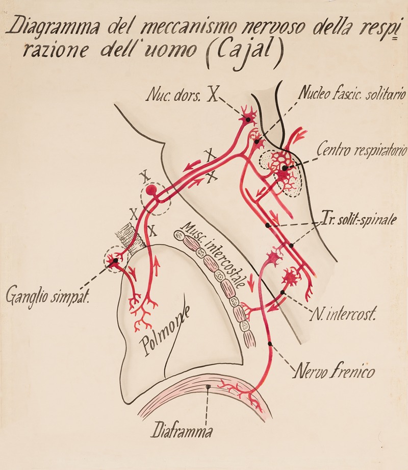 Nervous system of respiration (Cajal) — Anonymous