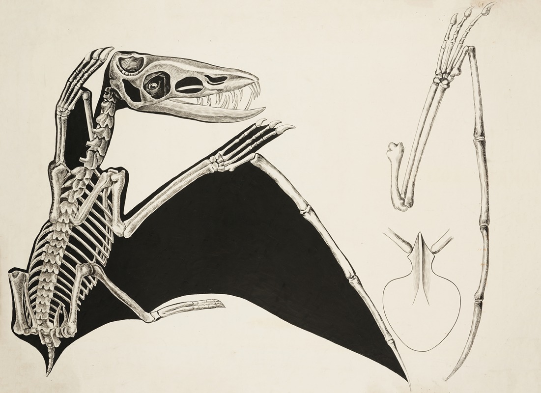 Pterosaur – Forelimb and sternum by Аноним — digital art print download