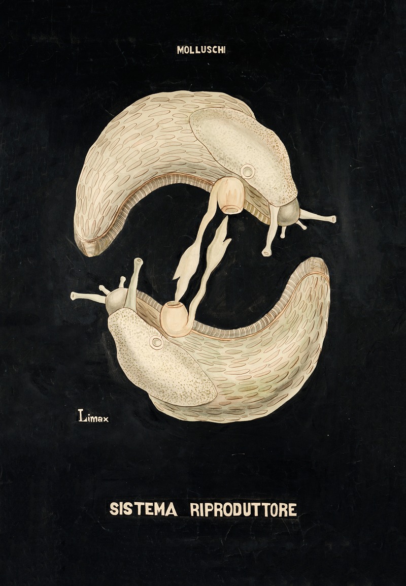 Reproductive system of Limax by Anonymous — digital art print download