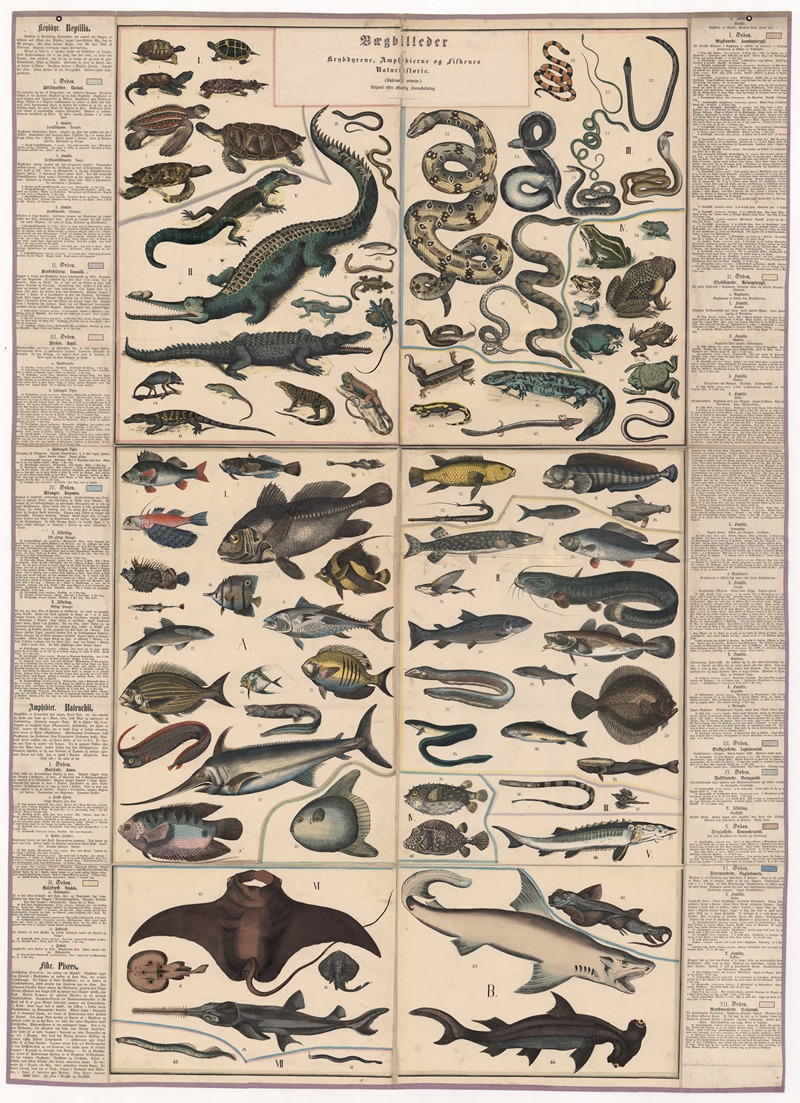 Reptiles, amphibians, and fish — Anonymous