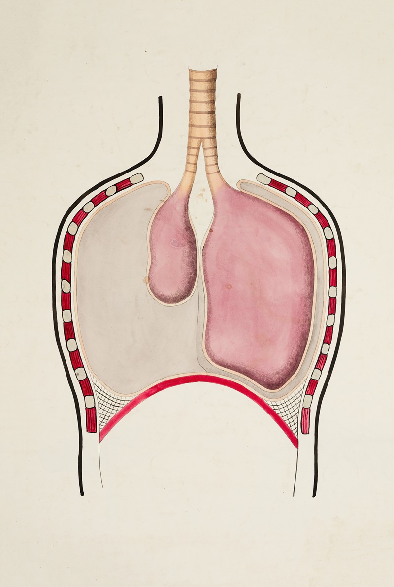 Rib cage with pneumothorax by Anonymous — digital art print download