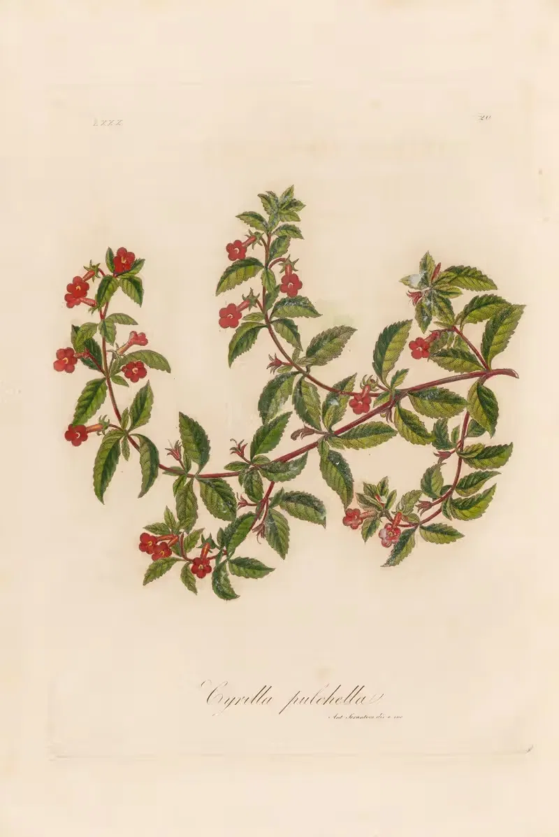 Cyrilla pulchella by Gaetano Savi, 1818-1824 — digital art print download