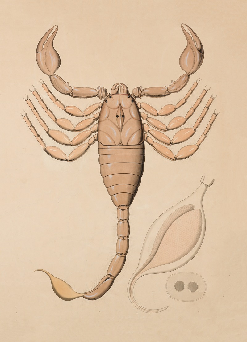 Scorpion by Аноним — digital art print download