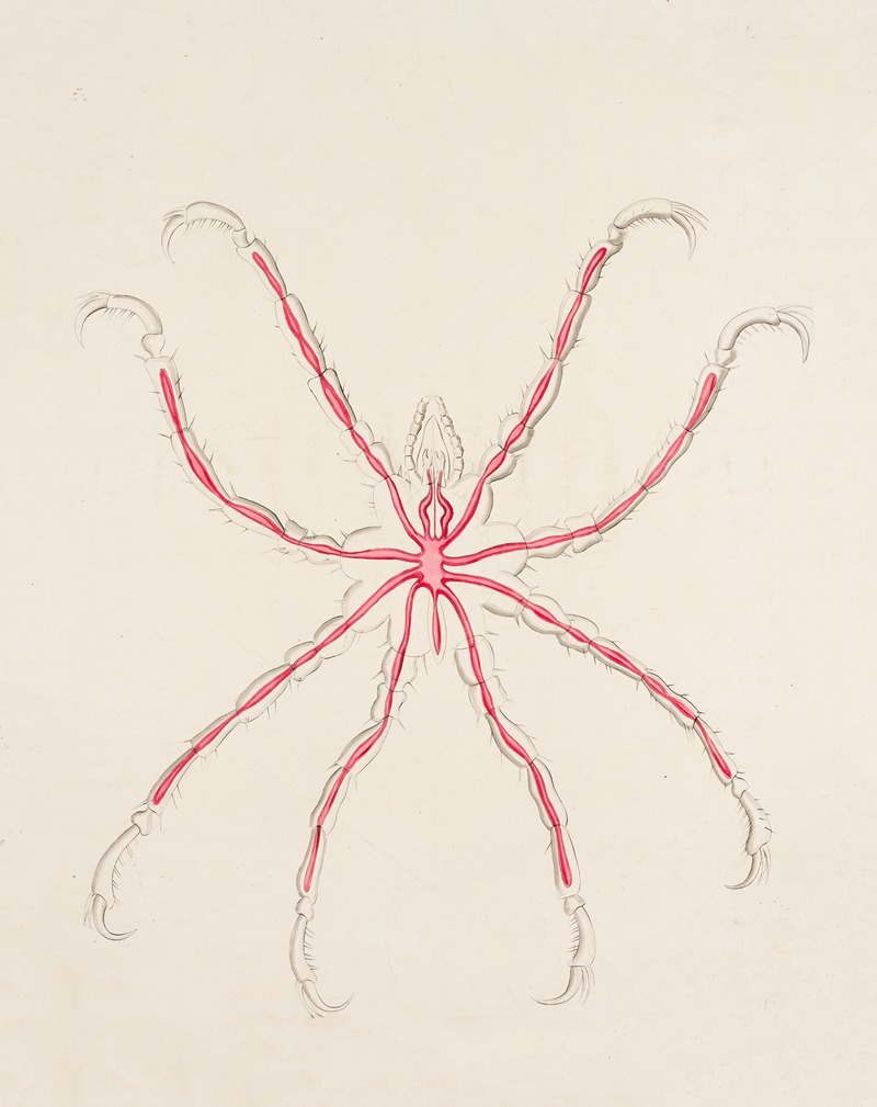 Sea spider (Pycnogonidae) by Аноним — digital art print download