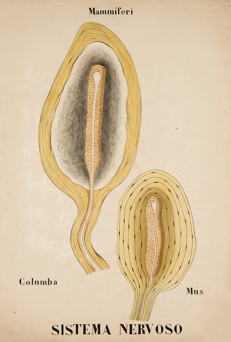 The nervous system's tactile receptors — Anonymous