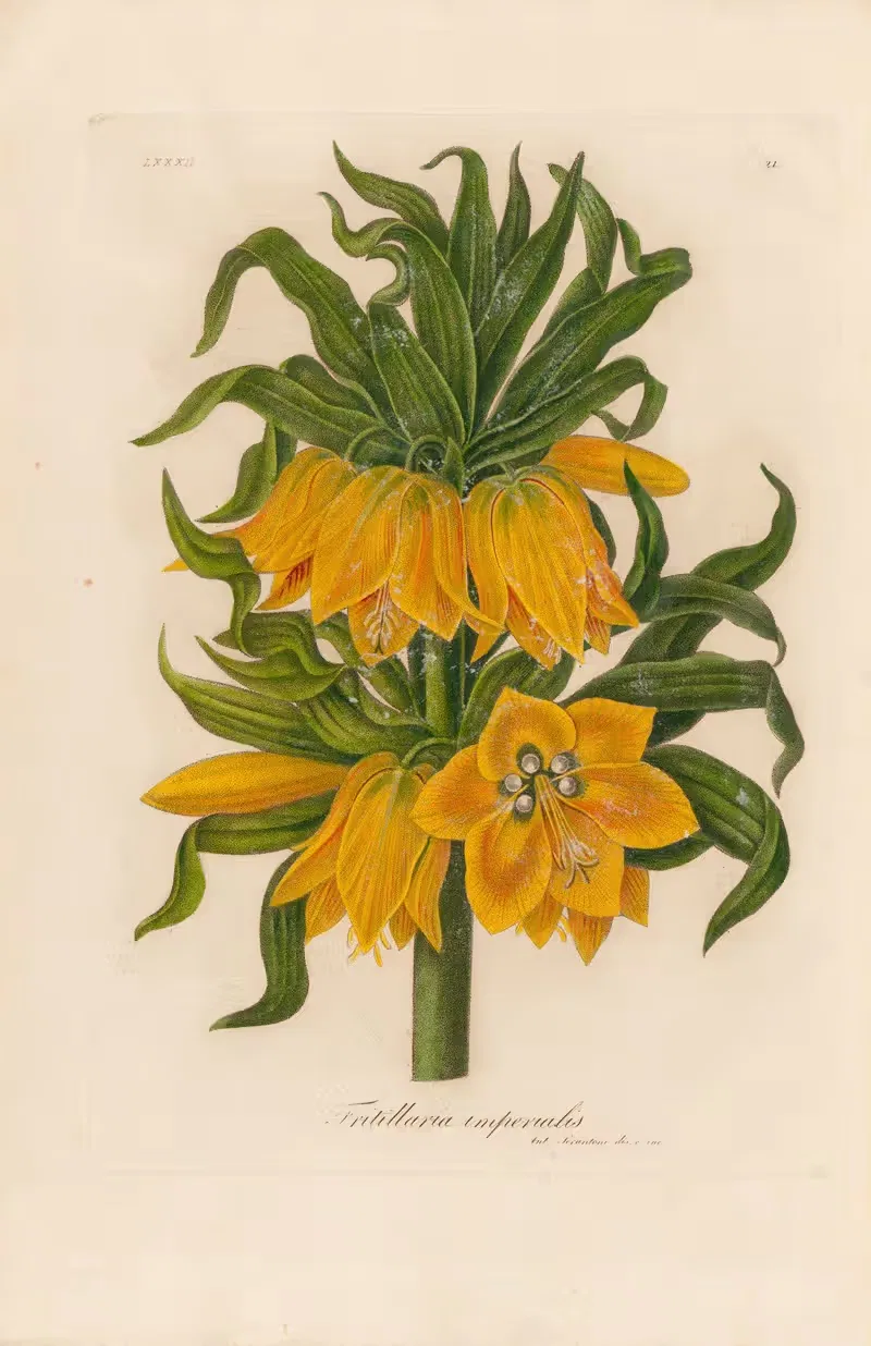 Fritillaria imperialis — Gaetano Savi