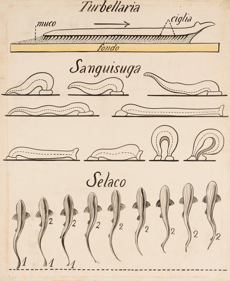 Turbellaria, Sanguisuga, Selachii — Anonymous