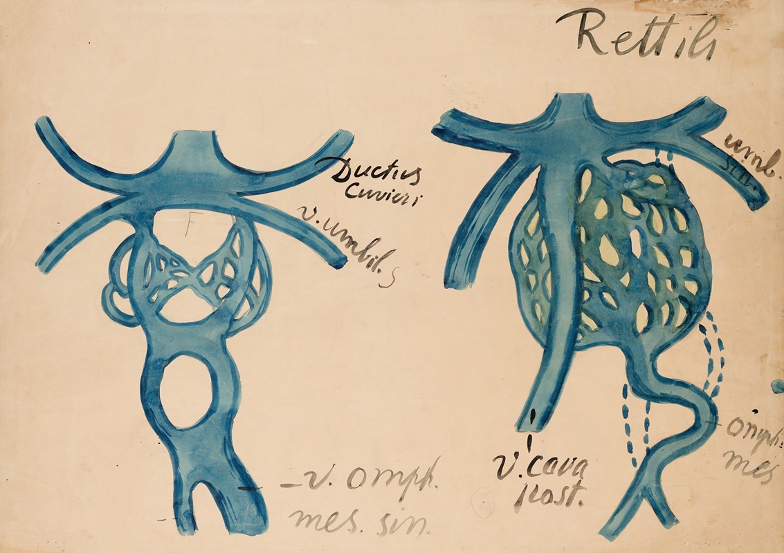 Venous system in reptiles by Аноним — digital art print download